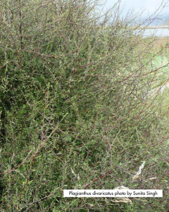 Swamp Ribbonwood 10 Plants